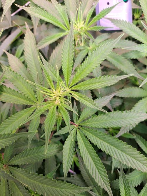 Papaya Zoap by Sweet Seeds. Week 12 - 7. Blütetag 