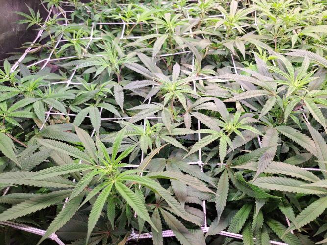 Big Bazooka - Anesia Seeds. Week 12 - Blüte Tag 7