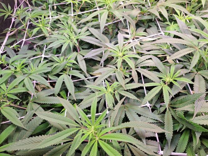 Big Bazooka - Anesia Seeds. Week 12