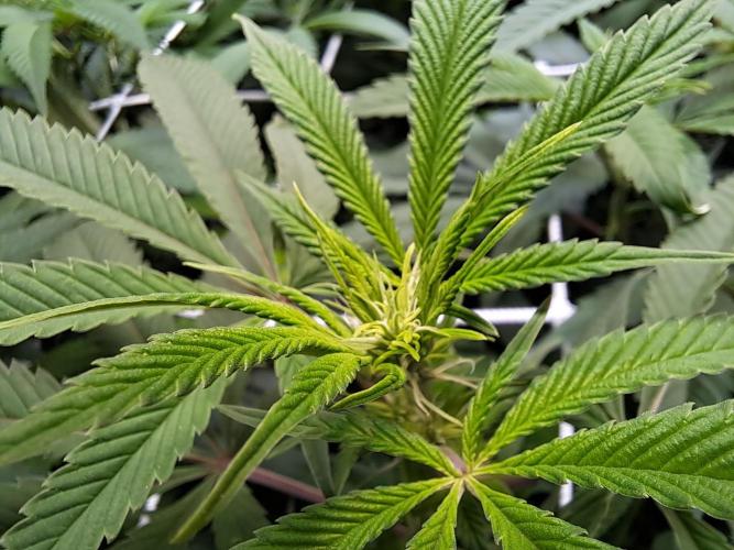 Big Bazooka - Anesia Seeds. Week 12