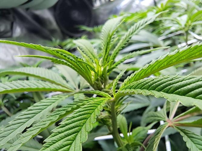 Big Bazooka - Anesia Seeds. Week 12