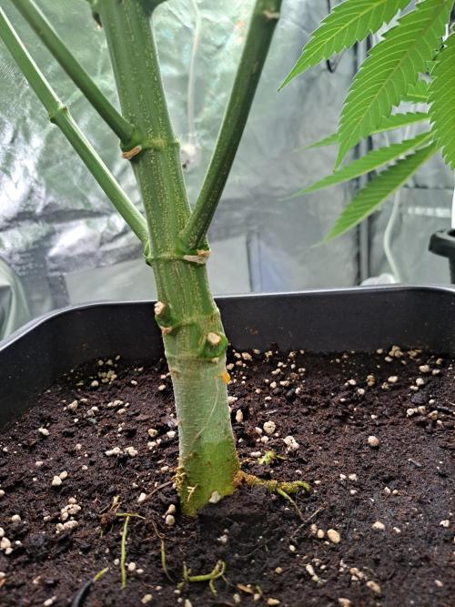 Big Bazooka - Anesia Seeds. Week 12