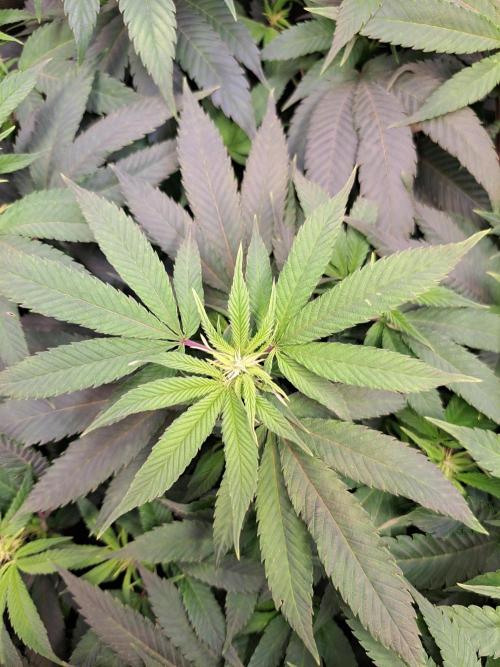 Sweet Cherry Pie by sweet seeds. Week 12