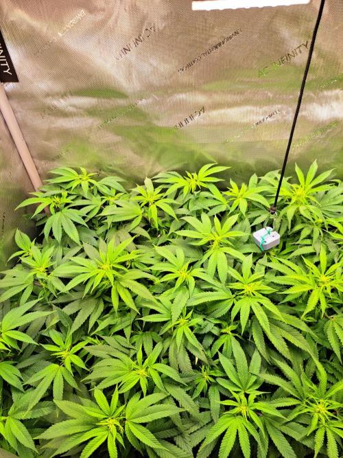 Sweet Cherry Pie by sweet seeds. Week 12