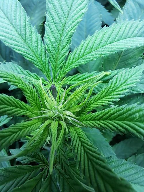 Sweet Cherry Pie by sweet seeds. Week 12 - Blütetag 7