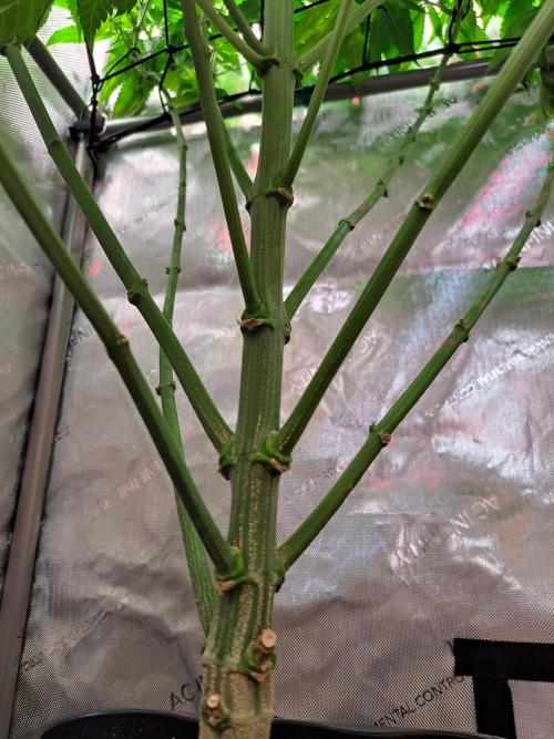 Sweet Cherry Pie by sweet seeds. Week 12