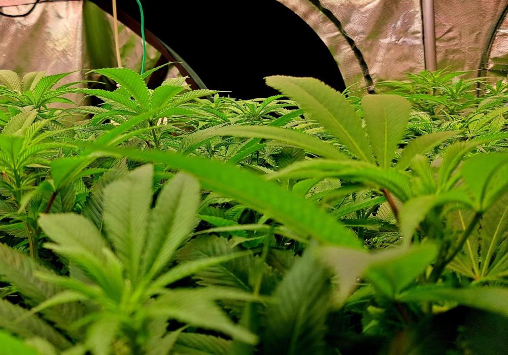 Frozen cherry runtz - Growers Choice. Week 12 - Blütetag 7