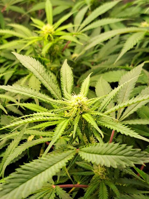 Sleepy Joe - Anesia Seeds. Week 13