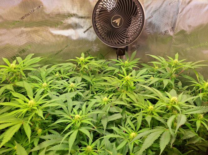 Sleepy Joe - Anesia Seeds. Week 13