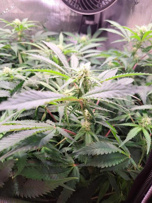 Sleepy Joe - Anesia Seeds. Week 13