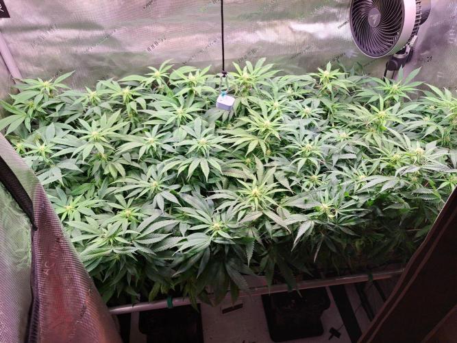 Sleepy Joe - Anesia Seeds. Week 13