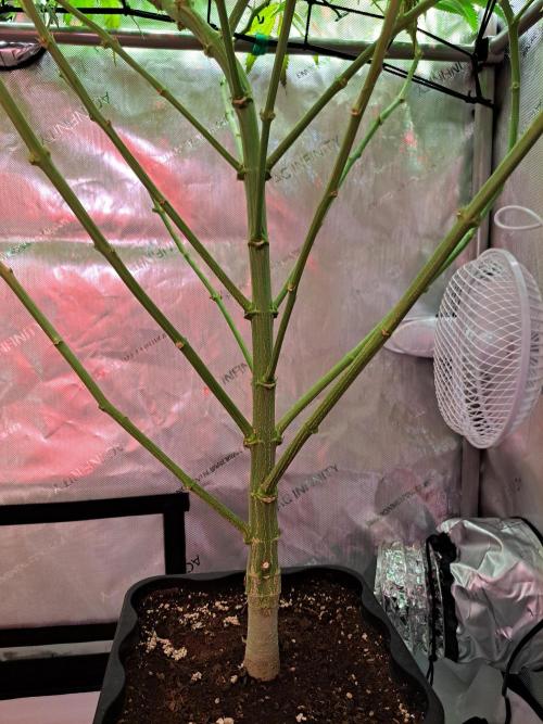 Sleepy Joe - Anesia Seeds. Week 13