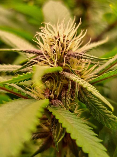 Red Hot Cookies by sweet seeds. Week 13