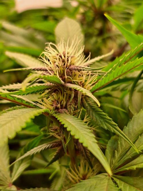 Red Hot Cookies by sweet seeds. Week 13