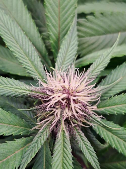 Red Hot Cookies by sweet seeds. Week 13