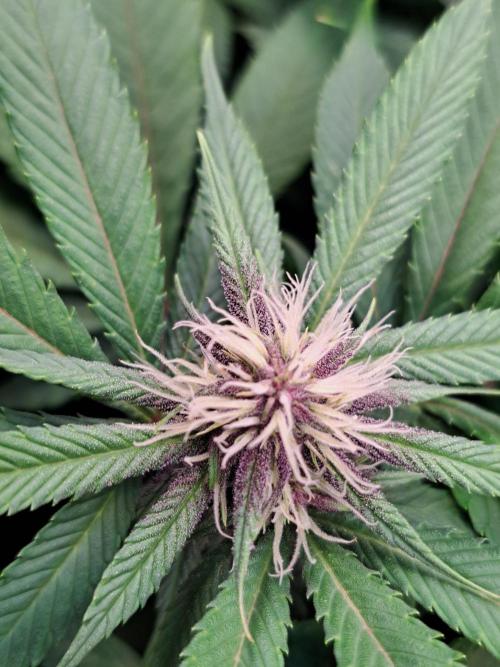 Red Hot Cookies by sweet seeds. Week 13