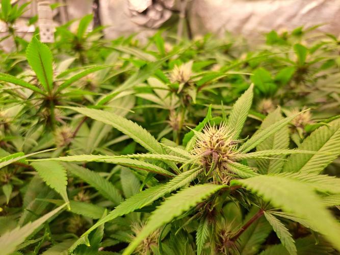 Red Hot Cookies by sweet seeds. Week 13