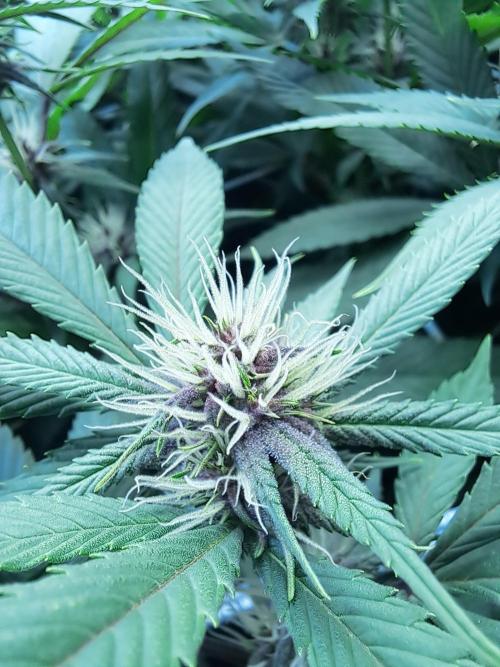 Red Hot Cookies by sweet seeds. Week 13