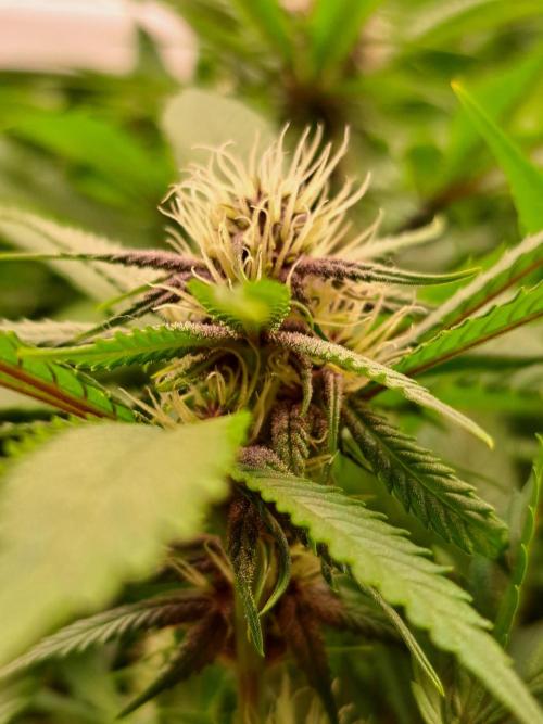 Red Hot Cookies by sweet seeds. Week 13