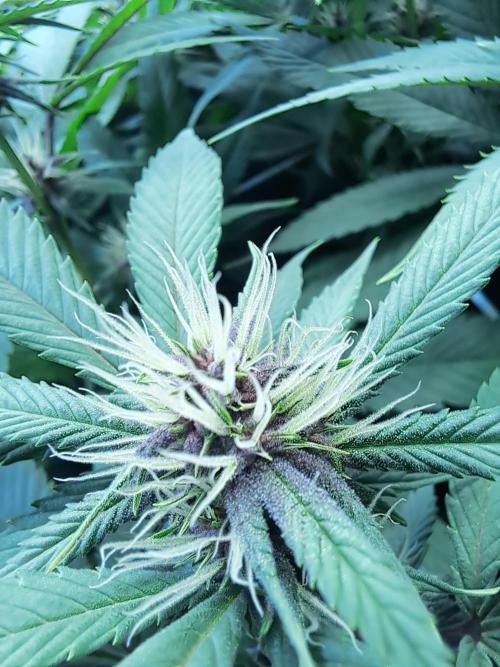 Red Hot Cookies by sweet seeds. Week 13