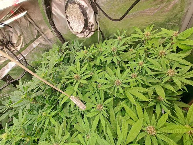 Red Hot Cookies by sweet seeds. Week 13