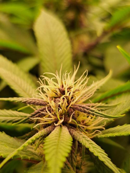 Red Hot Cookies by sweet seeds. Week 13