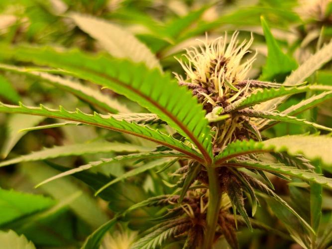 Red Hot Cookies by sweet seeds. Week 13