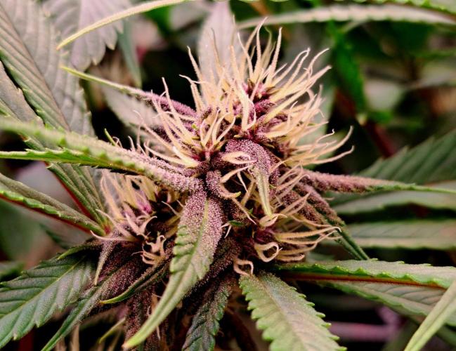 Red Hot Cookies by sweet seeds. Week 13 - Blütetag 14