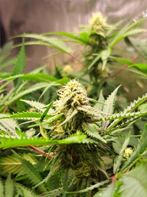 Sleepy Joe - Anesia Seeds. Week 14