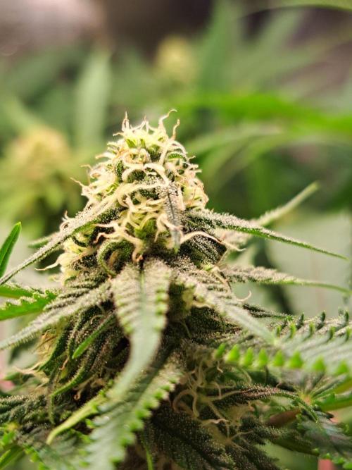 Sleepy Joe - Anesia Seeds. Week 14