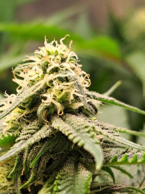 Sleepy Joe - Anesia Seeds. Week 14 - Tag 21