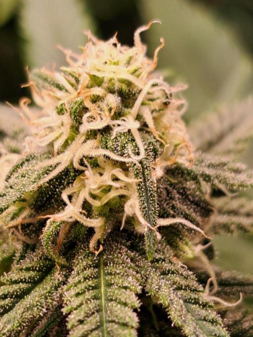 Sleepy Joe - Anesia Seeds. Week 14