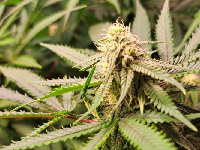 Sleepy Joe - Anesia Seeds. Week 14