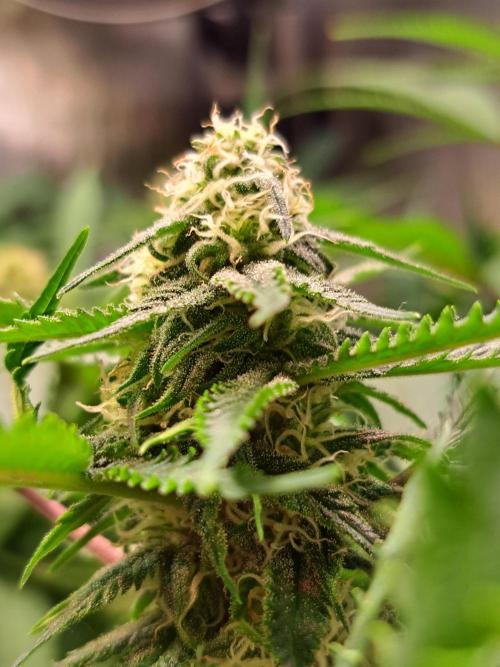 Sleepy Joe - Anesia Seeds. Week 14