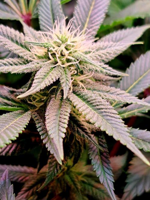 Frozen cherry runtz - Growers Choice. Week 14