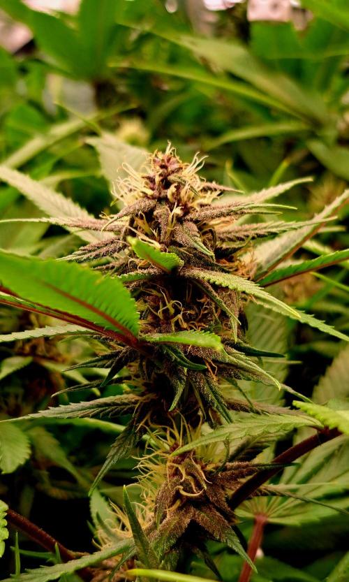 Red Hot Cookies by sweet seeds. Week 14 - Blüte Tag 21 