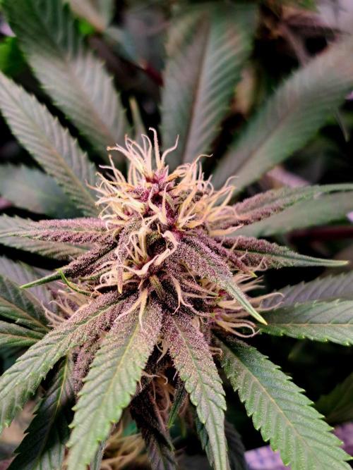 Red Hot Cookies by sweet seeds. Week 14