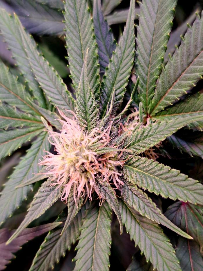 Sweet Cherry Pie by sweet seeds. Week 14 - Blütetag 21