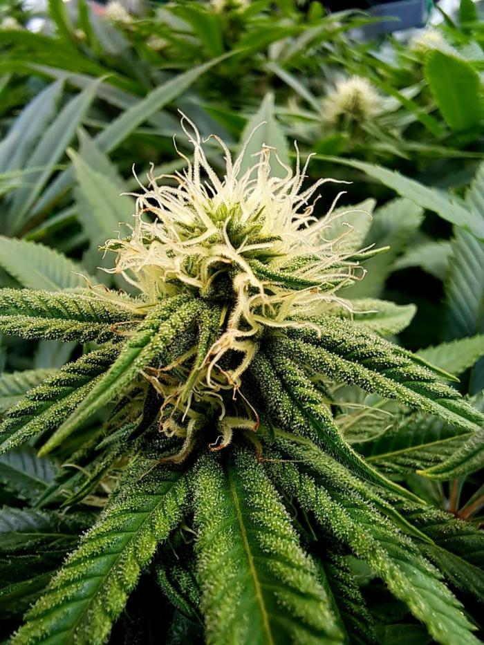 Big Bazooka - Anesia Seeds. Week 14