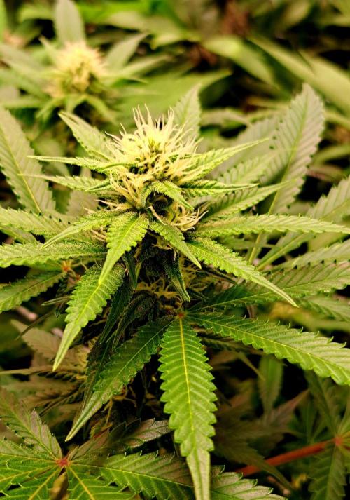 Papaya Zoap by Sweet Seeds. Week 14