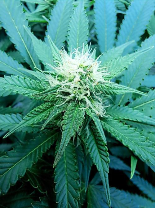 Papaya Zoap by Sweet Seeds. Week 14