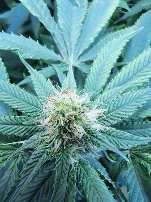 Papaya Zoap by Sweet Seeds. Week 14