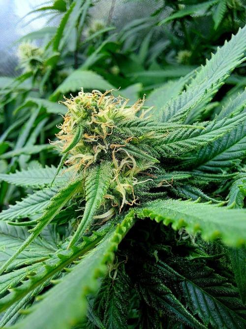 Papaya Zoap by Sweet Seeds. Week 14