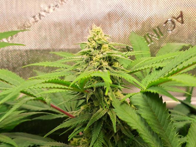 Sleepy Joe - Anesia Seeds. Week 15 - Blüte Tag 28 