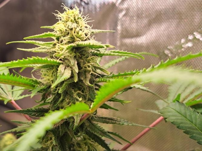 Sleepy Joe - Anesia Seeds. Week 15