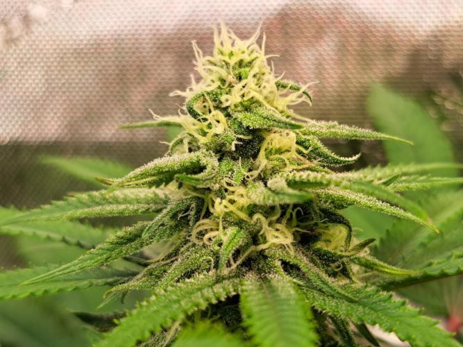 Sleepy Joe - Anesia Seeds. Week 15