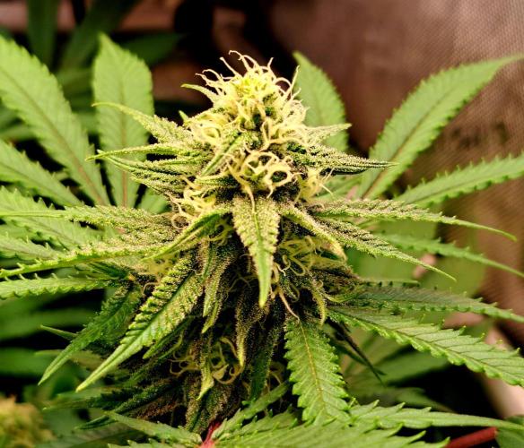 Sleepy Joe - Anesia Seeds. Week 15