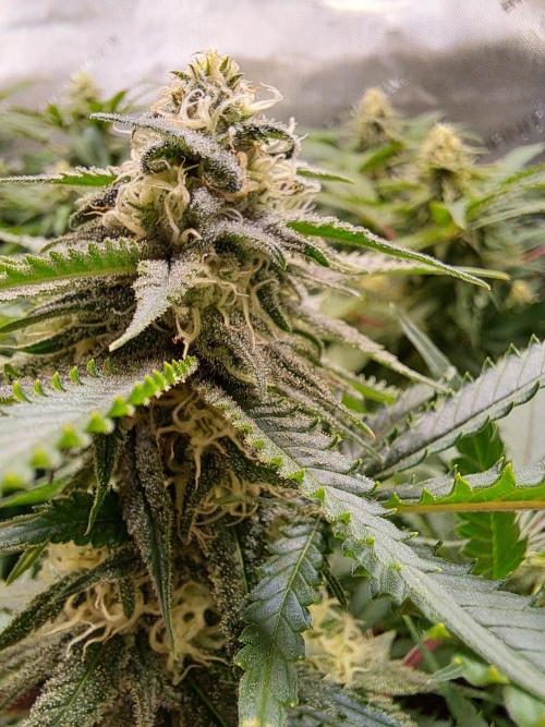 Sleepy Joe - Anesia Seeds. Week 15