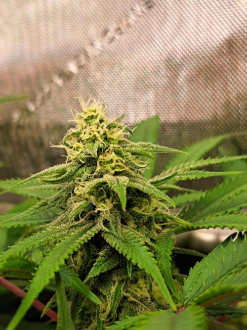 Sleepy Joe - Anesia Seeds. Week 15