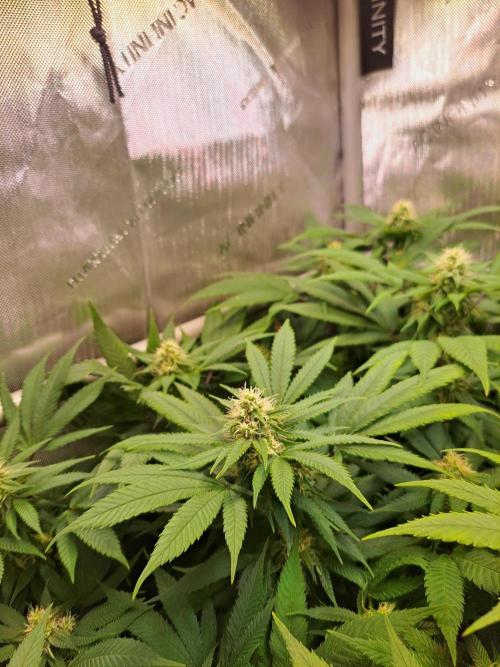 Sweet Cherry Pie by sweet seeds. Week 15